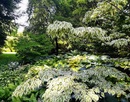 Cornus Kousa Hance „Baśka” – wyjątkowo dekoracyjna odmiana derenia 